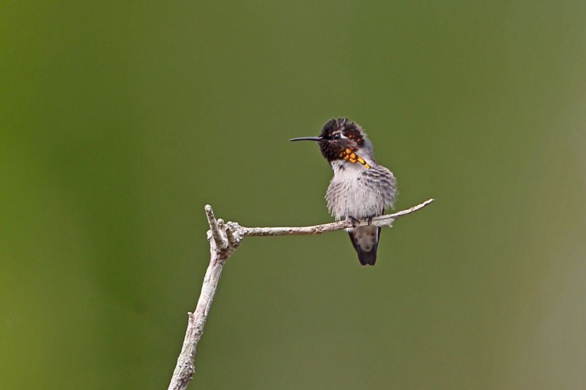 Bee Hummingbird