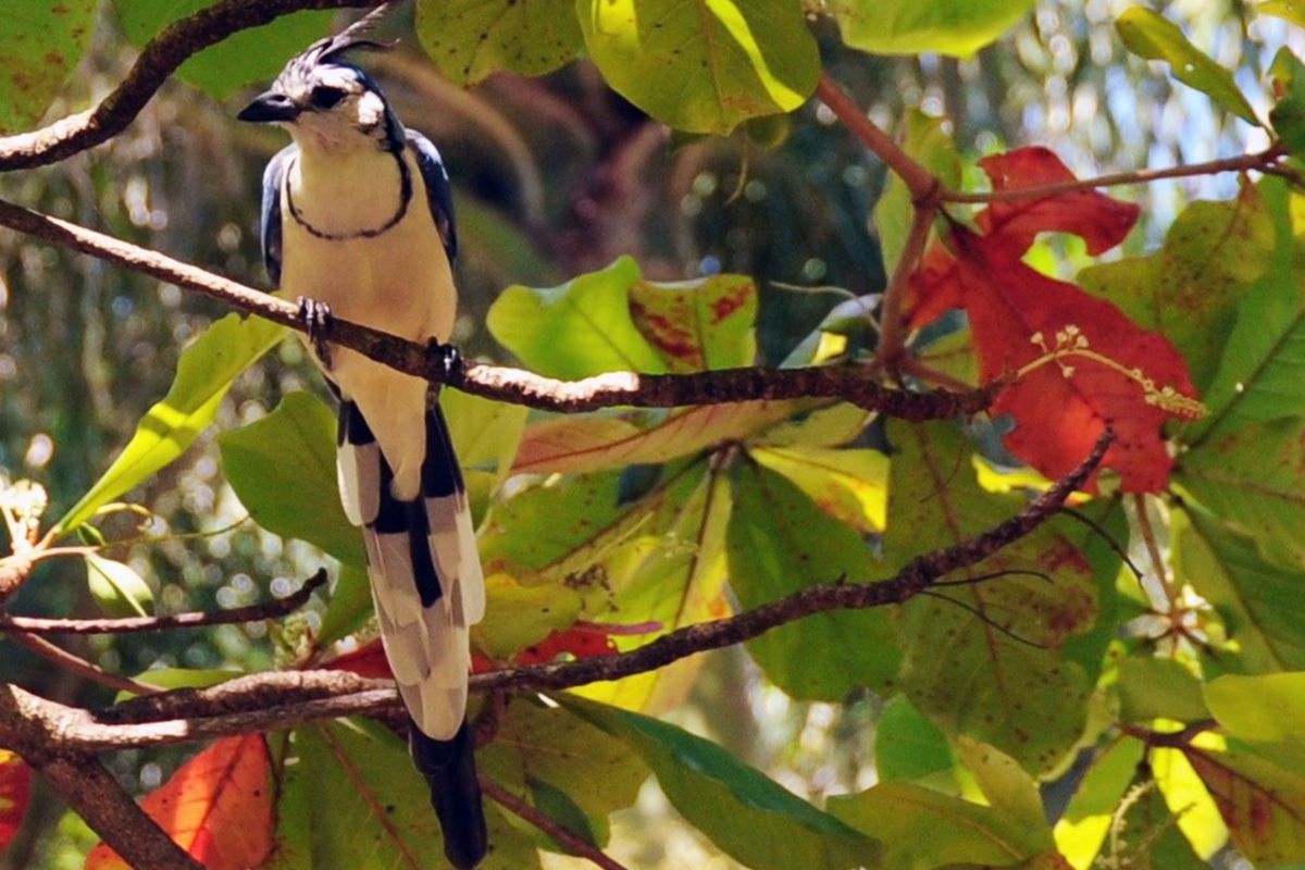 Birds Of Cuba