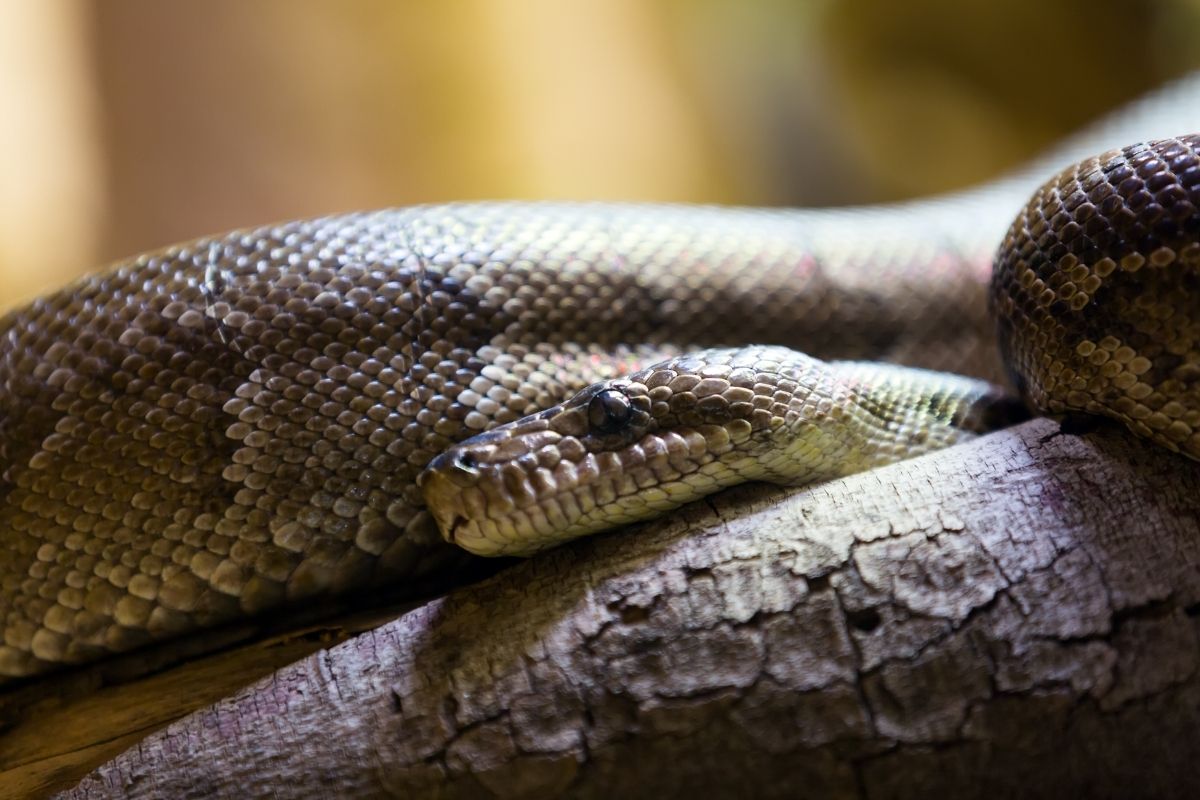 Cuban Boa