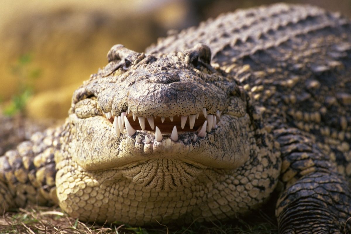 Cuban Crocodile