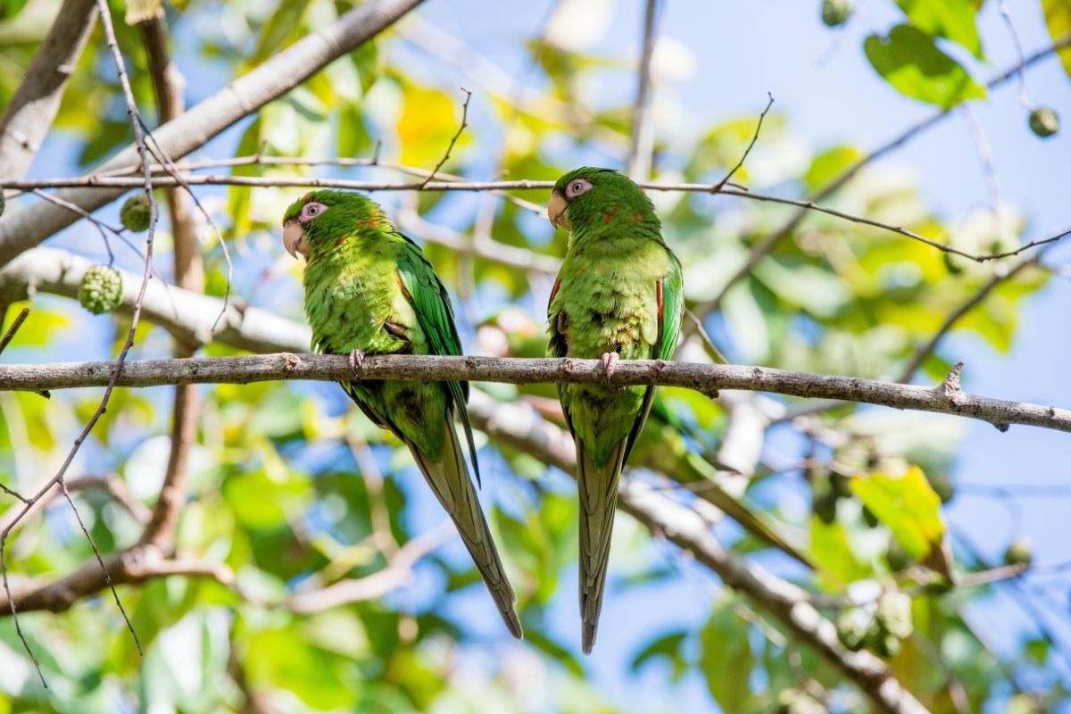 Cuban Parakeet