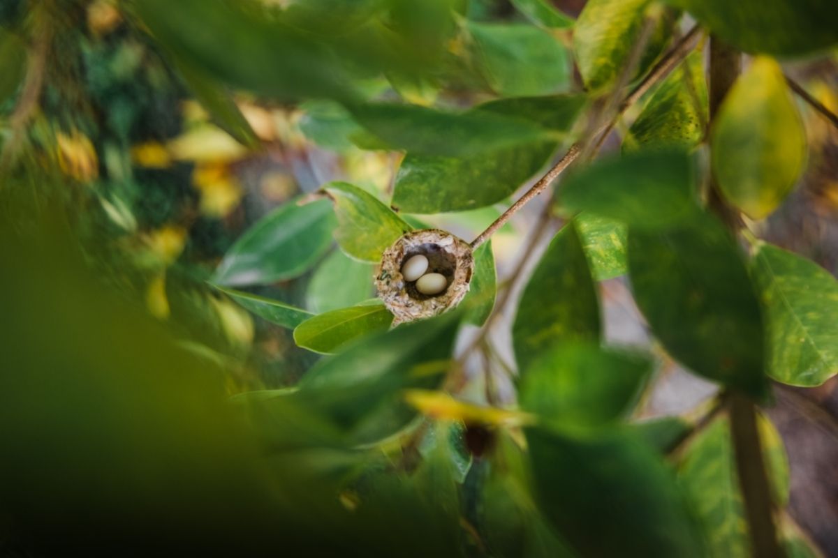 Fact Number 6 - The Eggs Of Bee Hummingbirds Are Similar To The Size Of Coffee Beans