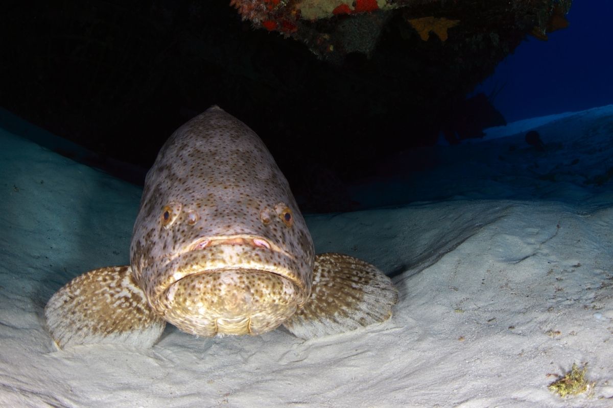 Goliath Grouper