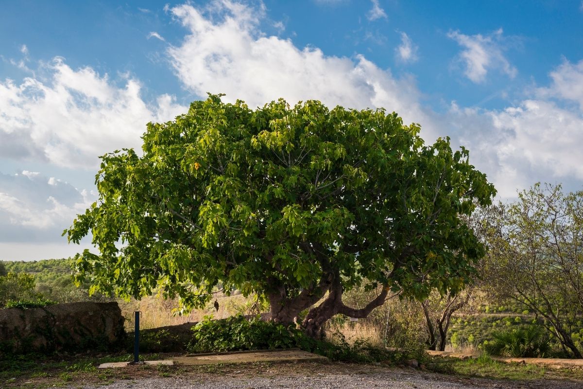 Shortleaf Fig