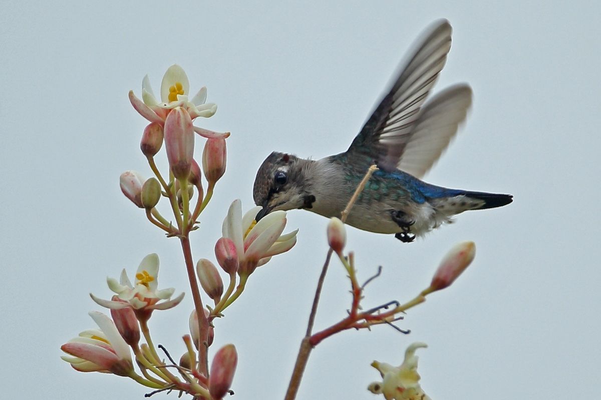 Ten Fun Facts About The World's Smallest Bird: Cuba's "Bee Hummingbird"