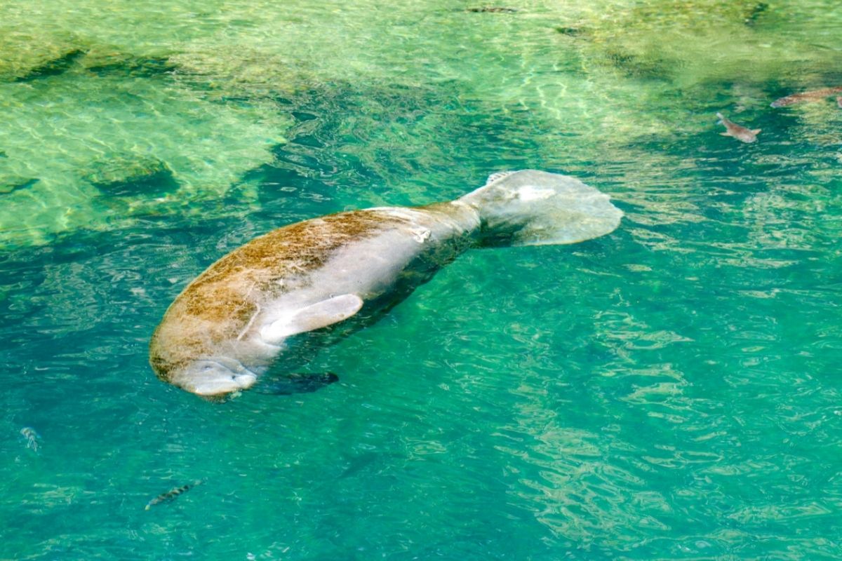 West Indian Manatee