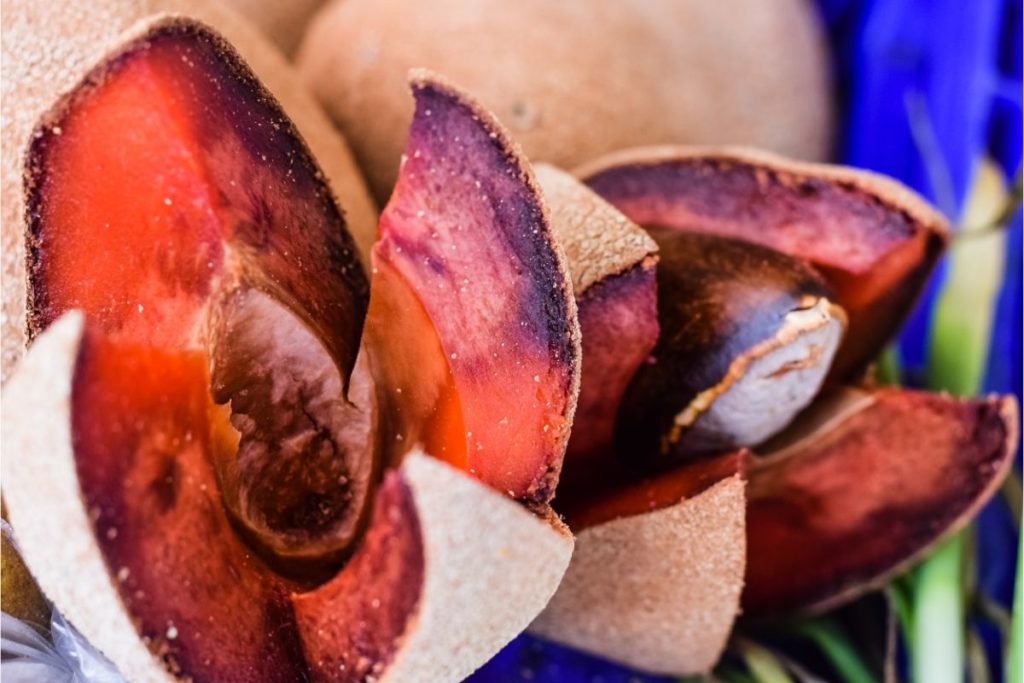 ‘Mamey’ - Mamey Sapote