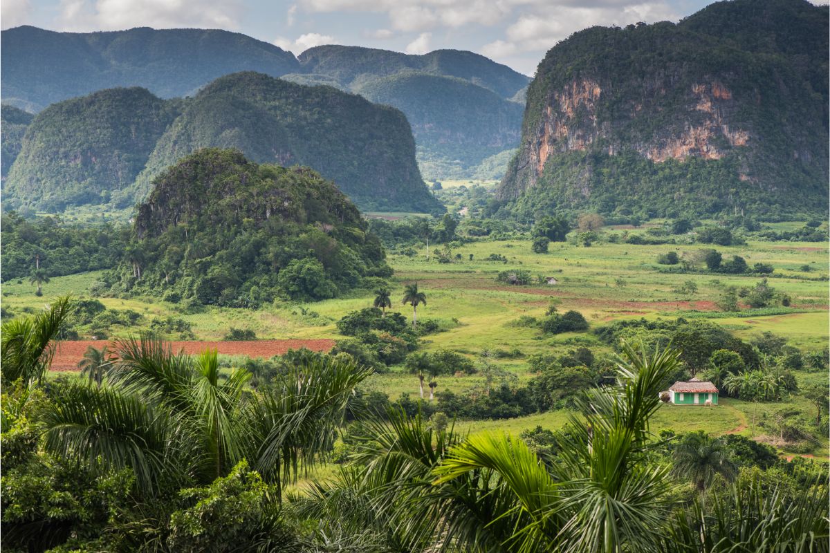 A Guide To Cuba’s Amazing Plant Life