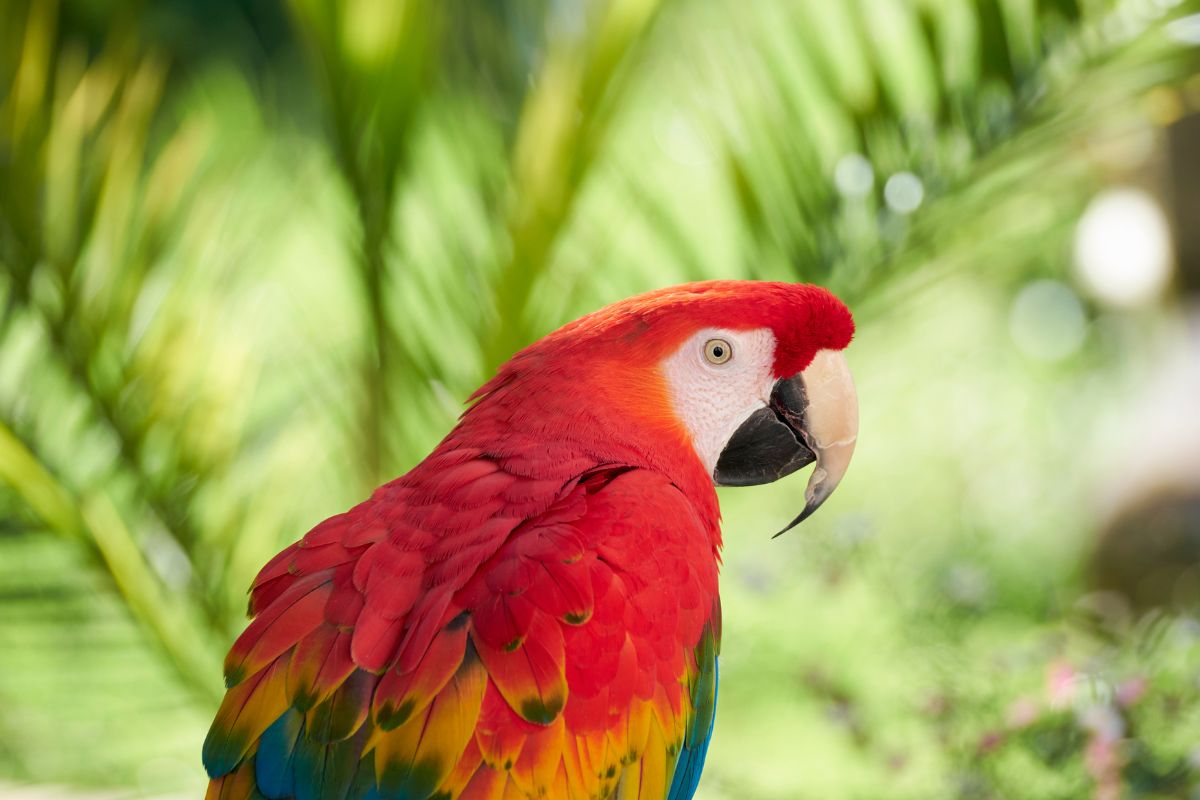 Cuban Red Macaw Extinct