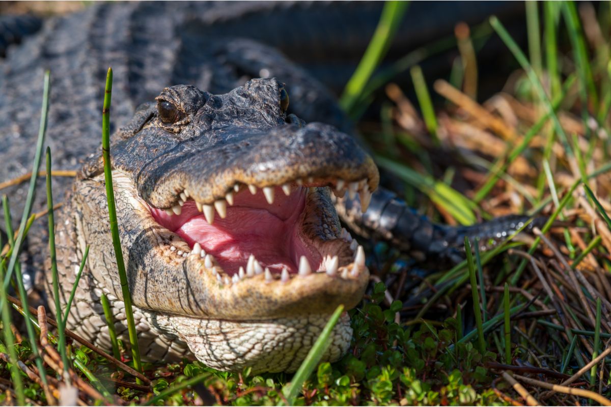 Are There Alligators In Cuba (Find Out!)