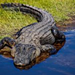 Are There Alligators In Cuba? (Find Out!)