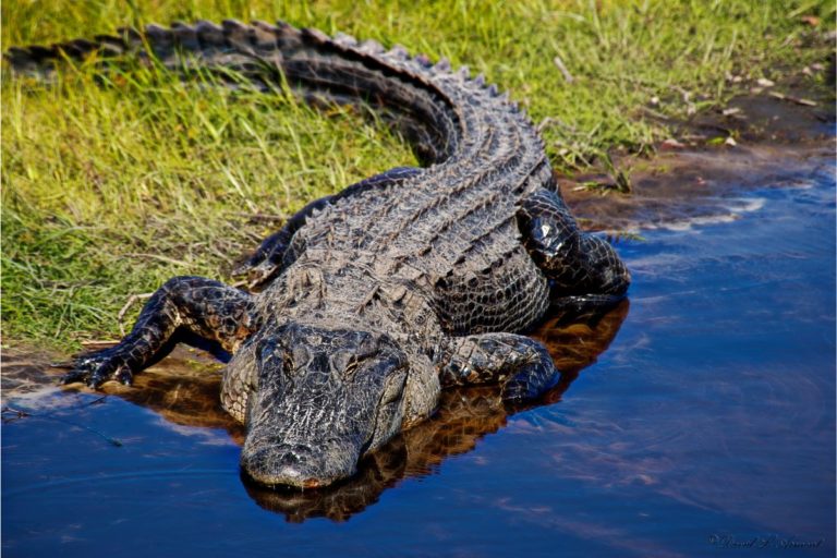 Are There Alligators In Cuba? (Find Out!) - Havana Guide