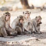 Are There Monkeys In Cuba? (All You Need To Know)