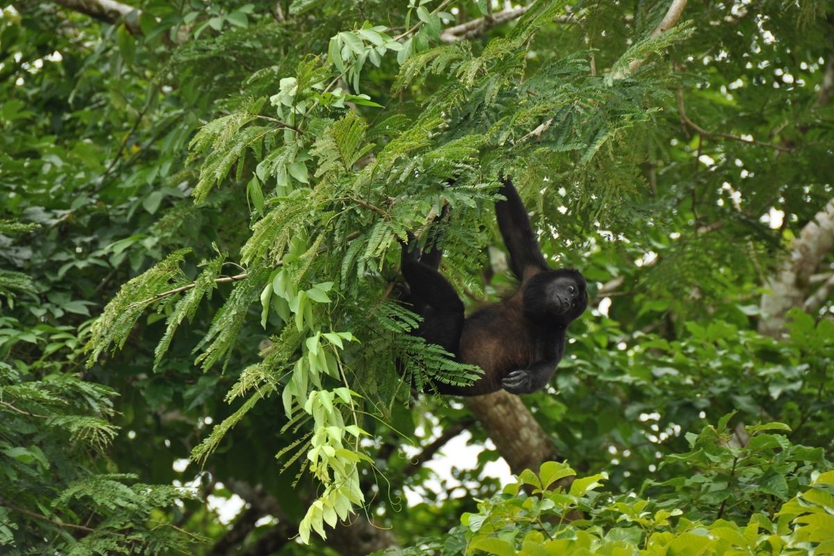 Are There Monkeys In Cuba? (All You Need To Know)
