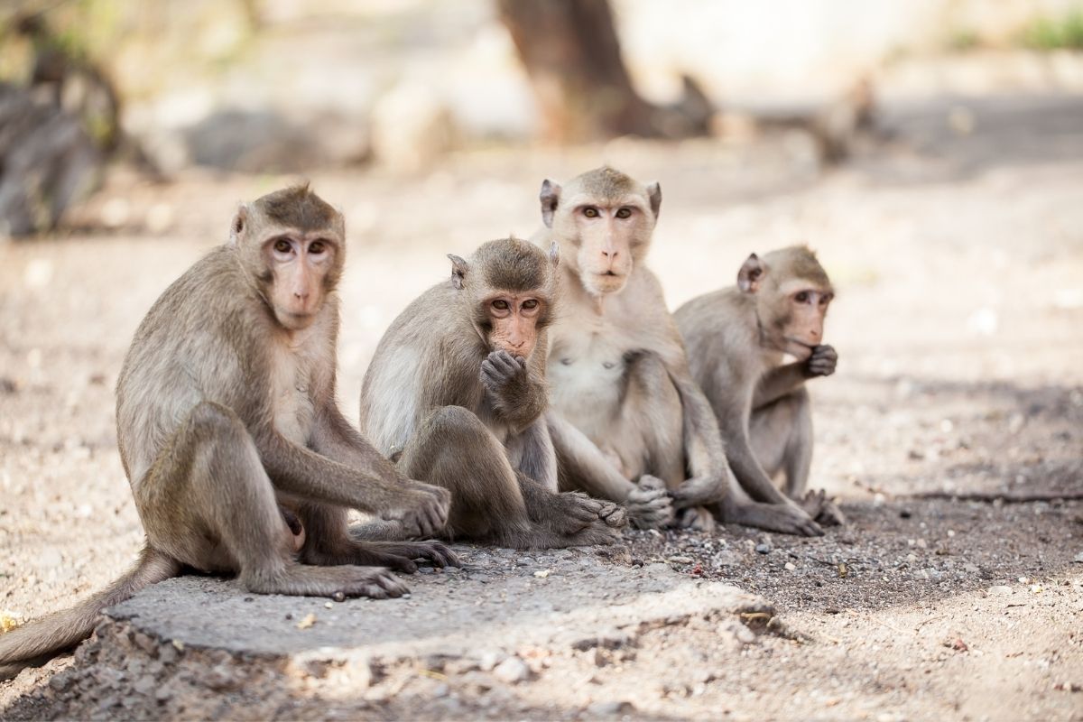 Are There Monkeys In Cuba? (All You Need To Know) Havana Guide