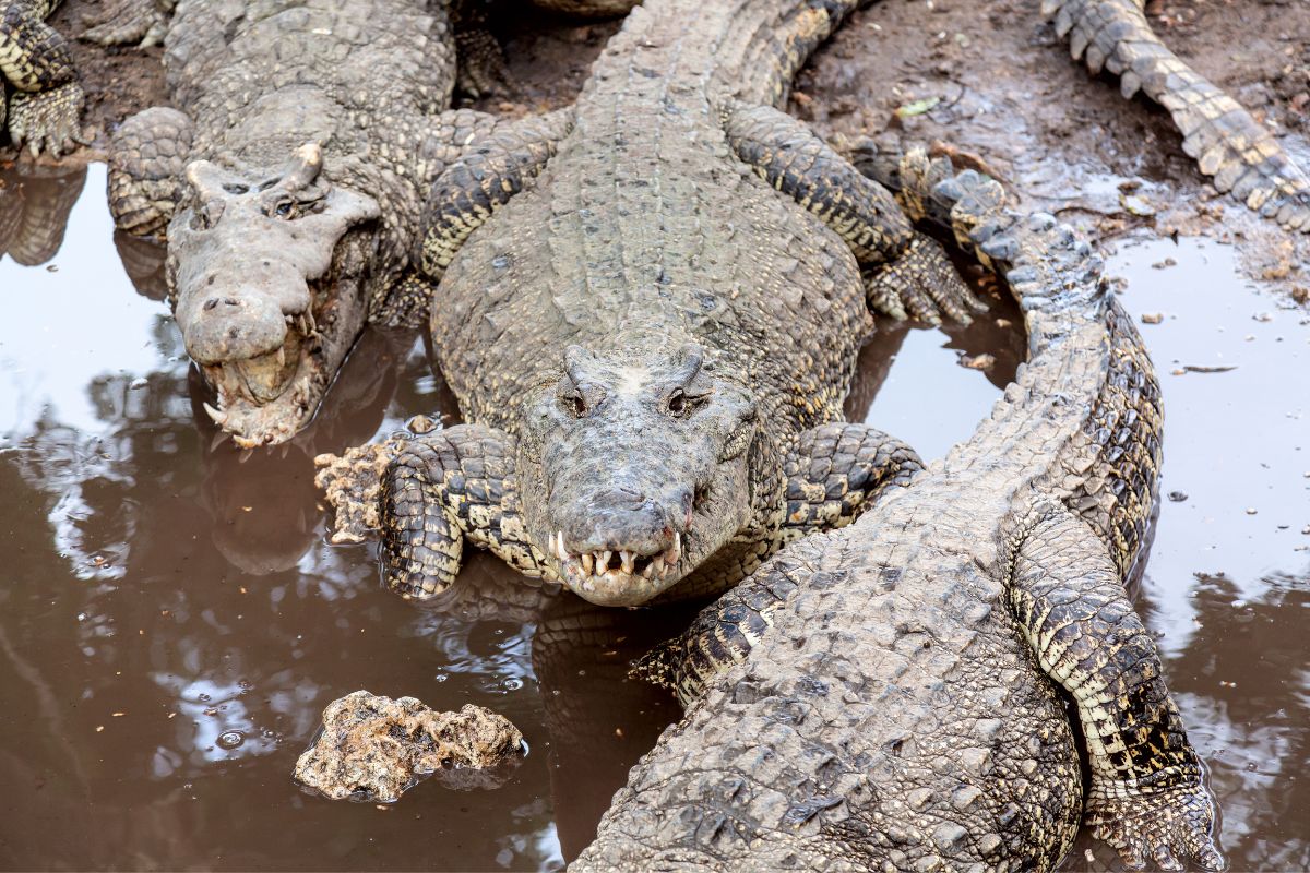 Crocodile Farm