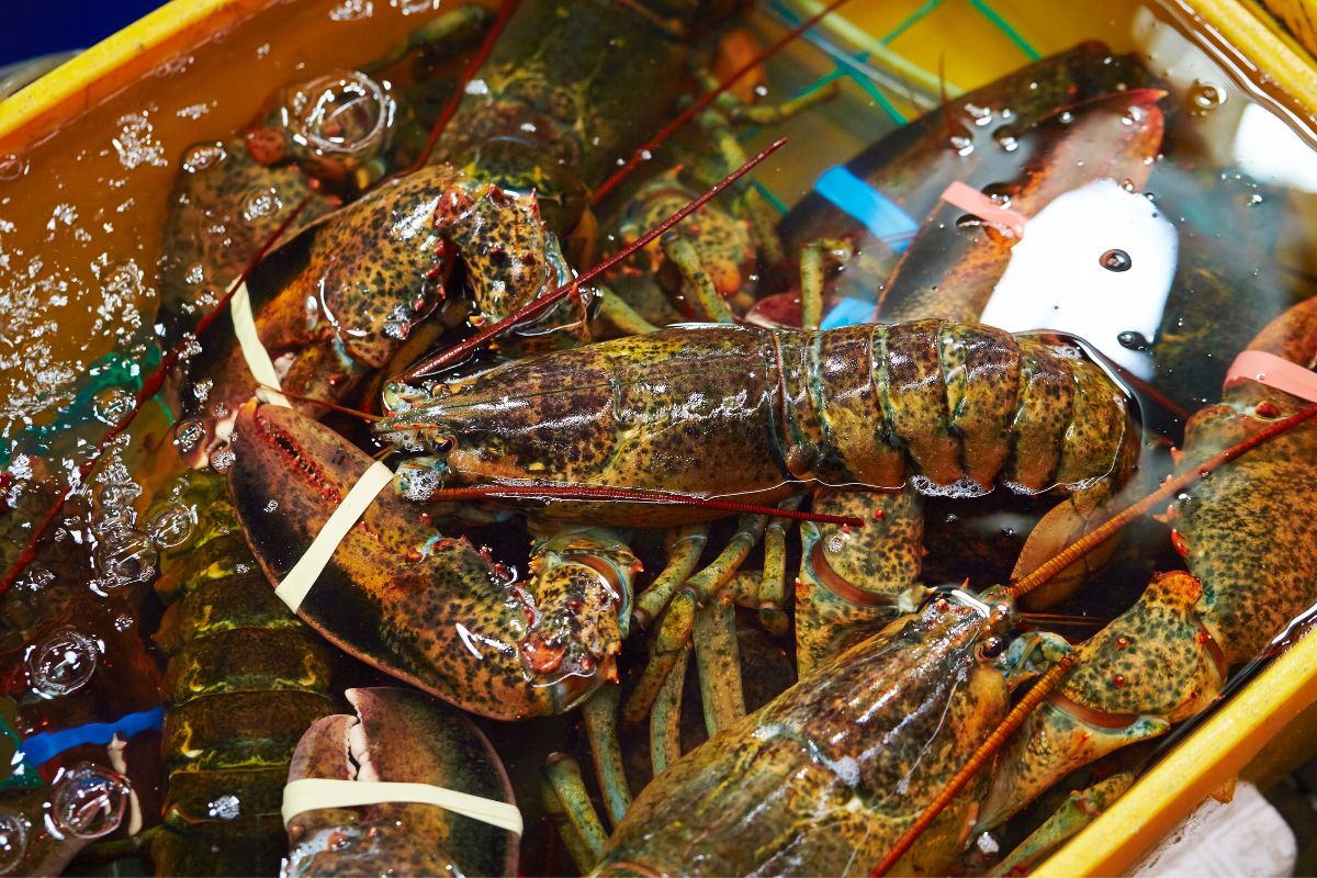 Is Eating Lobster Illegal In Cuba?
