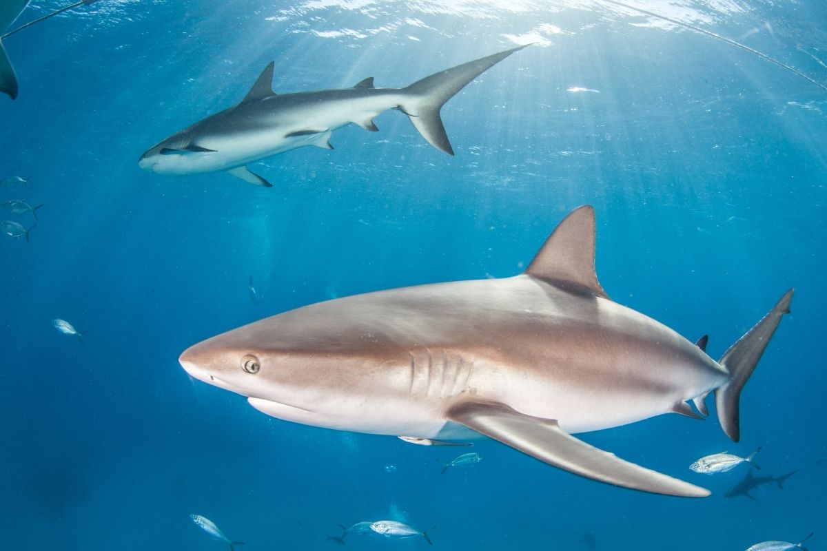 Sharks In Cuba (All You Need To Know)
