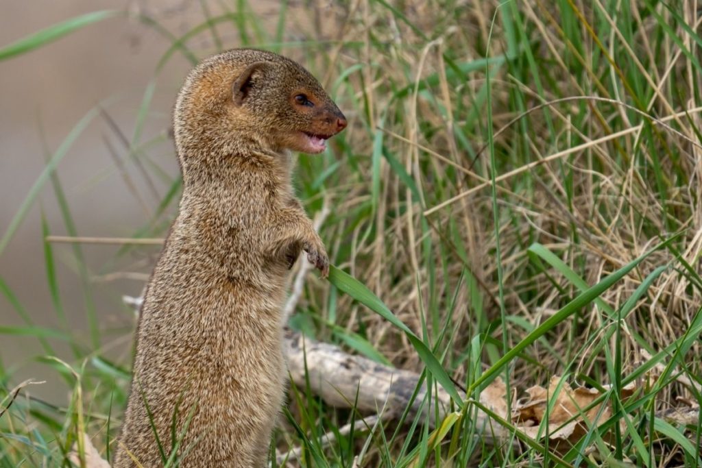 Small Indian Mongoose