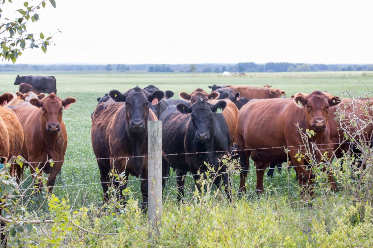 The Future For Beef In Cuba