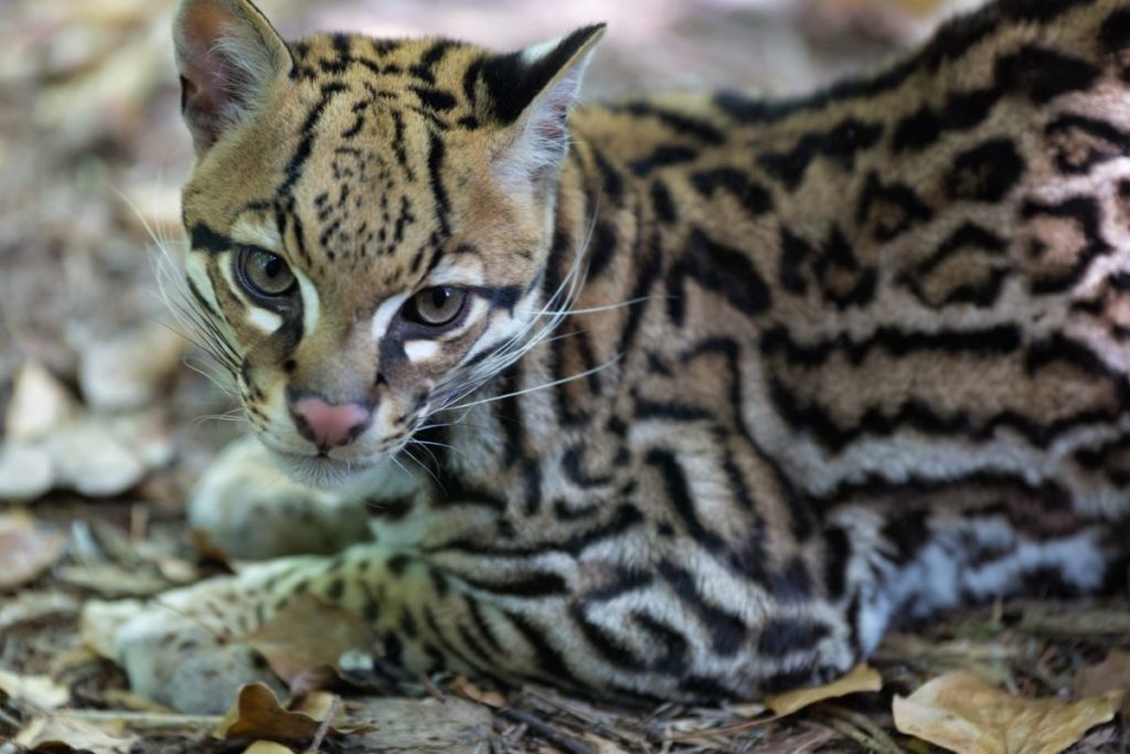 The Impressive Mammals Of Cuba