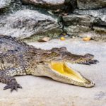 Top Most Dangerous Animals Found In Cuba (All You Need To Know)