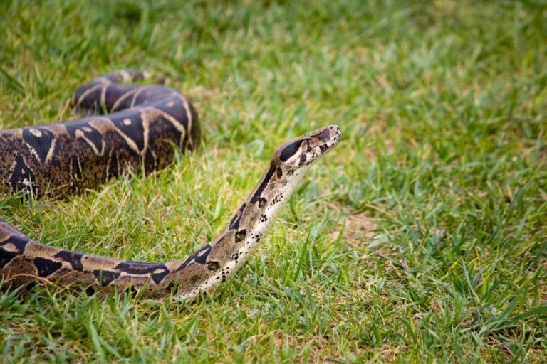 Top Most Dangerous Animals Found In Cuba (All You Need To Know ...