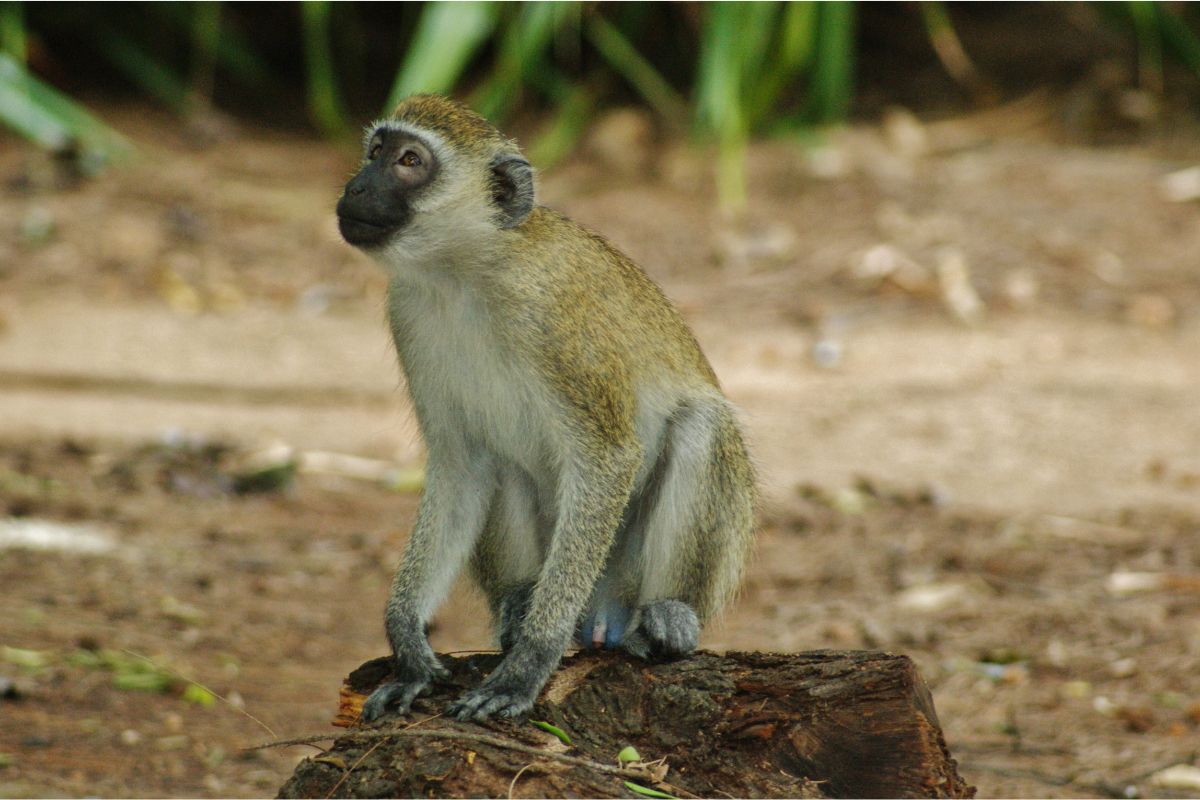 Vervet Monkeys