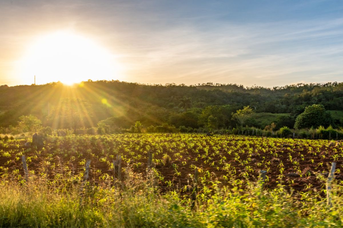 What Is Cuba’s Main Crop? 