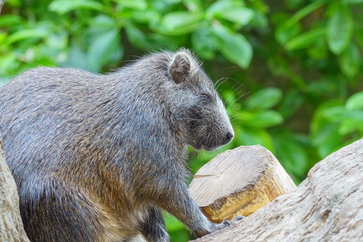 What Is Cuba's National Animal (5 Animals That Only Exist In Cuba)