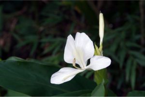 What Is Cuba’s National Flower? (All You Need To Know) - Havana Guide