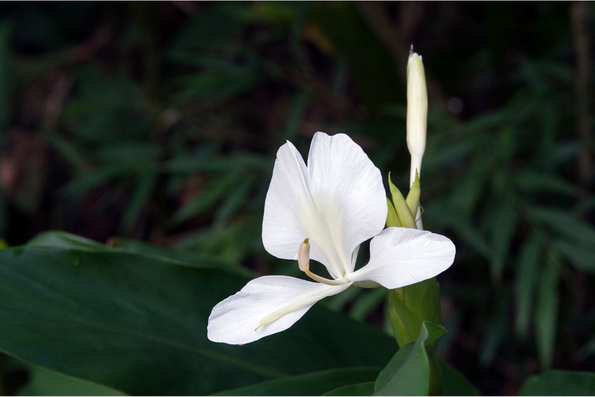 What Is Cuba’s National Flower (All You Need To Know) (1)