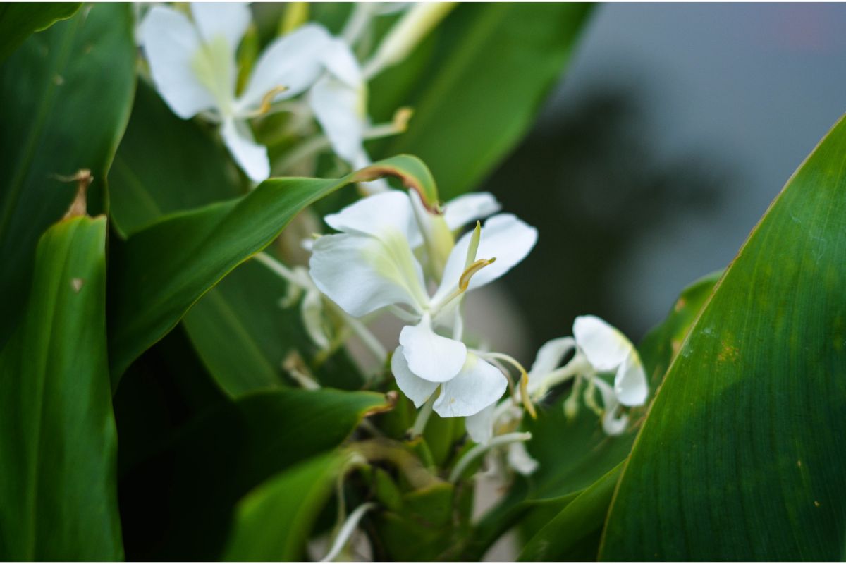 What Is Cuba’s National Flower (All You Need To Know)