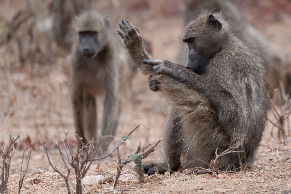 What Type Of Monkeys Are In Cuba?