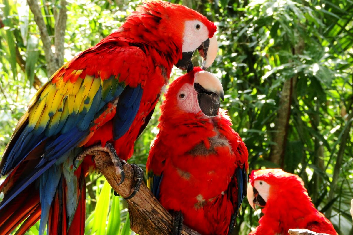 Are Cuban Macaws Extinct?
